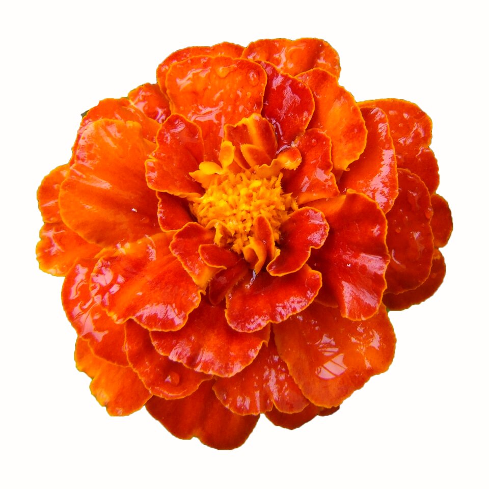 Orange blossom bloom