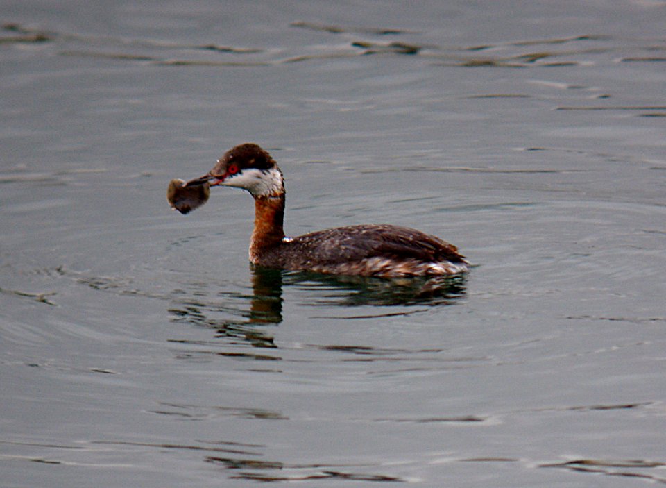 GREBE, HORNED (3-20-07)-1