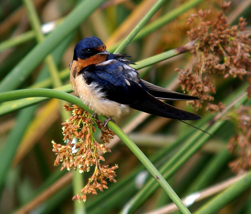 SWALLOW, BARN (7-10-06) oso flaco lake, slo co, ca