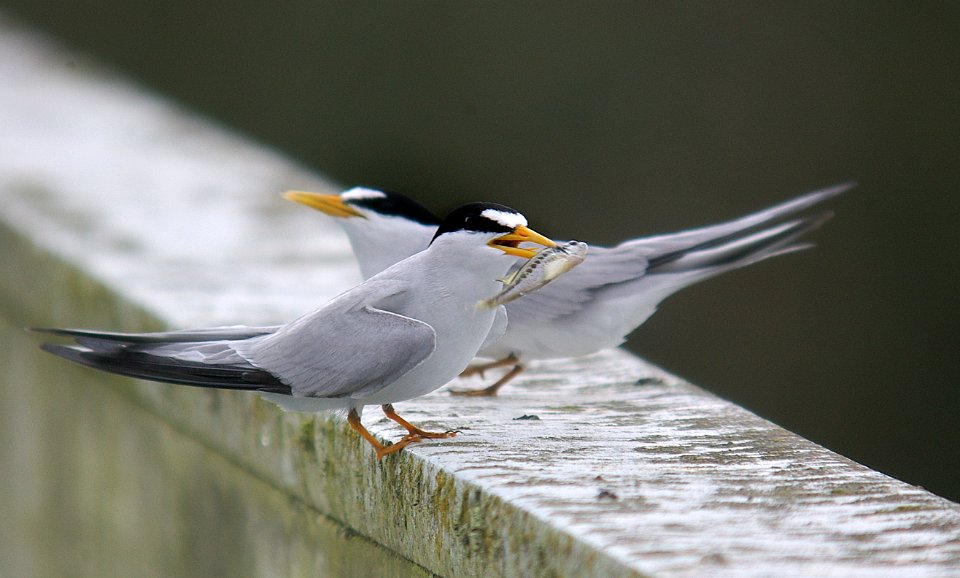TERN, LEAST (7-10-06) -oso -5