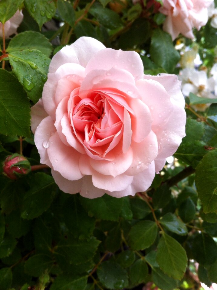 Blossom bloom pink roses