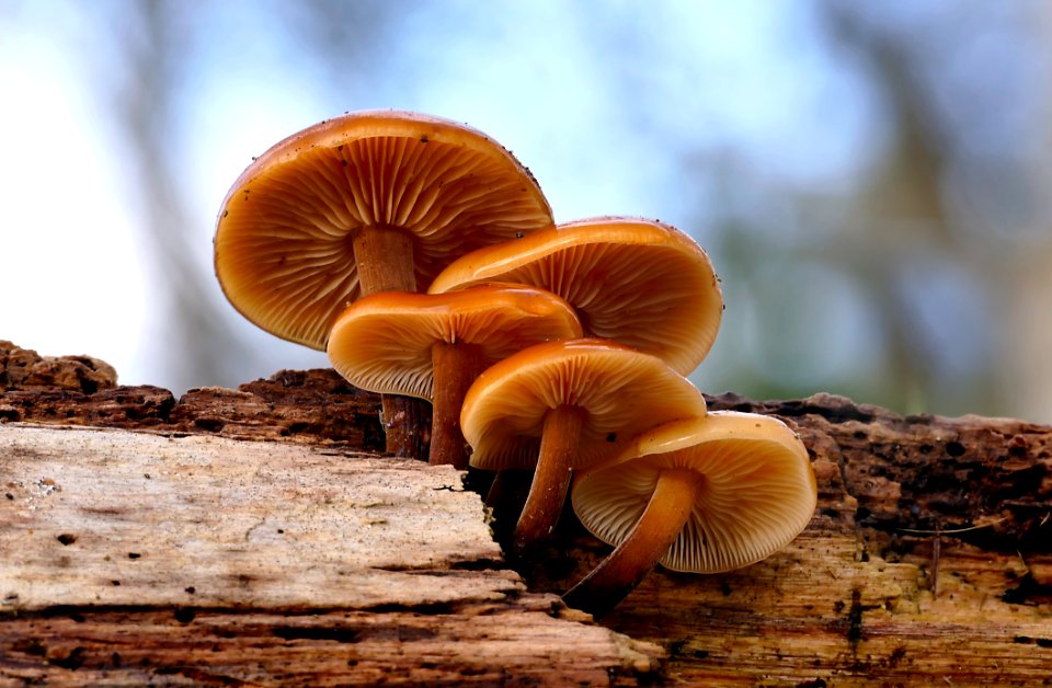 Flammulina velutipes.