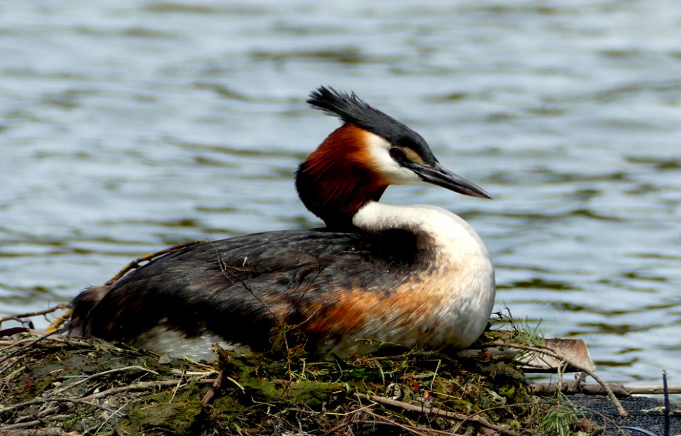 The Australasian crested grebe.