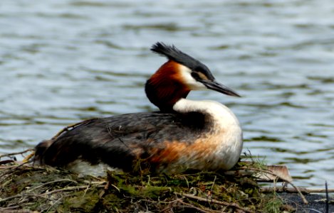 The Australasian crested grebe. photo