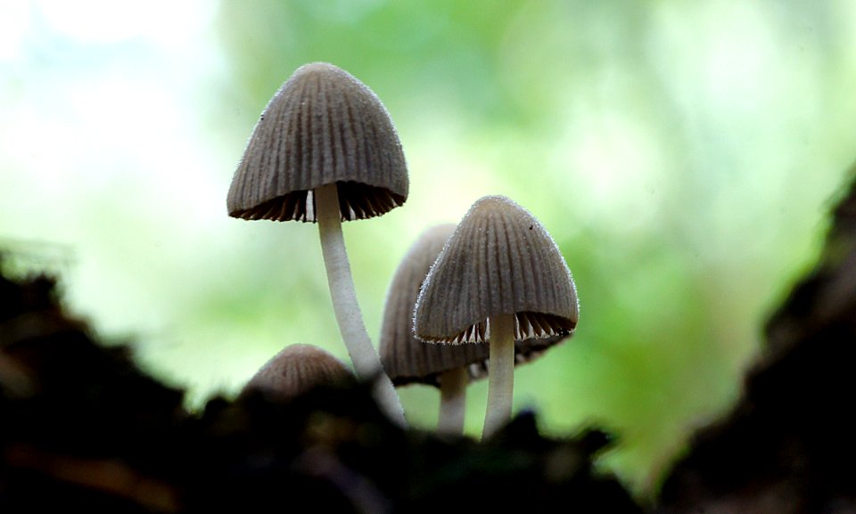 Fairy Inkcap, Coprinellus disseminatus,