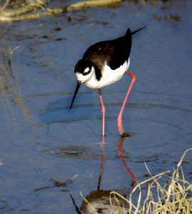 STILT, BLACK-NECKED (1-6-07)-2