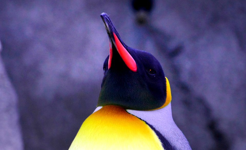 King Penguin Calgary Zoo.