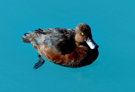 Scaup on blue water. photo