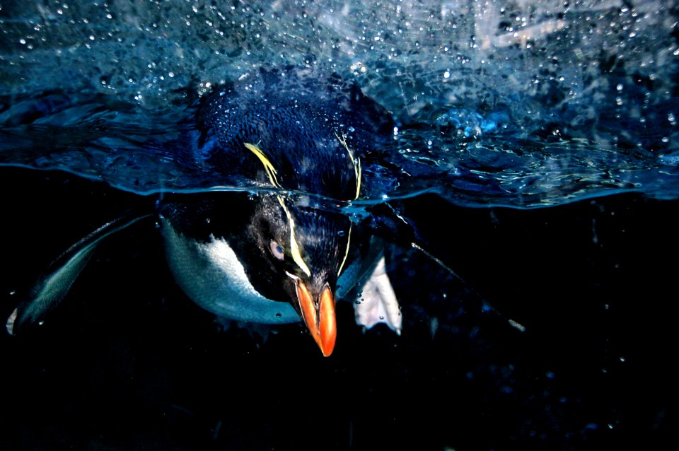 Rockhopper penguins