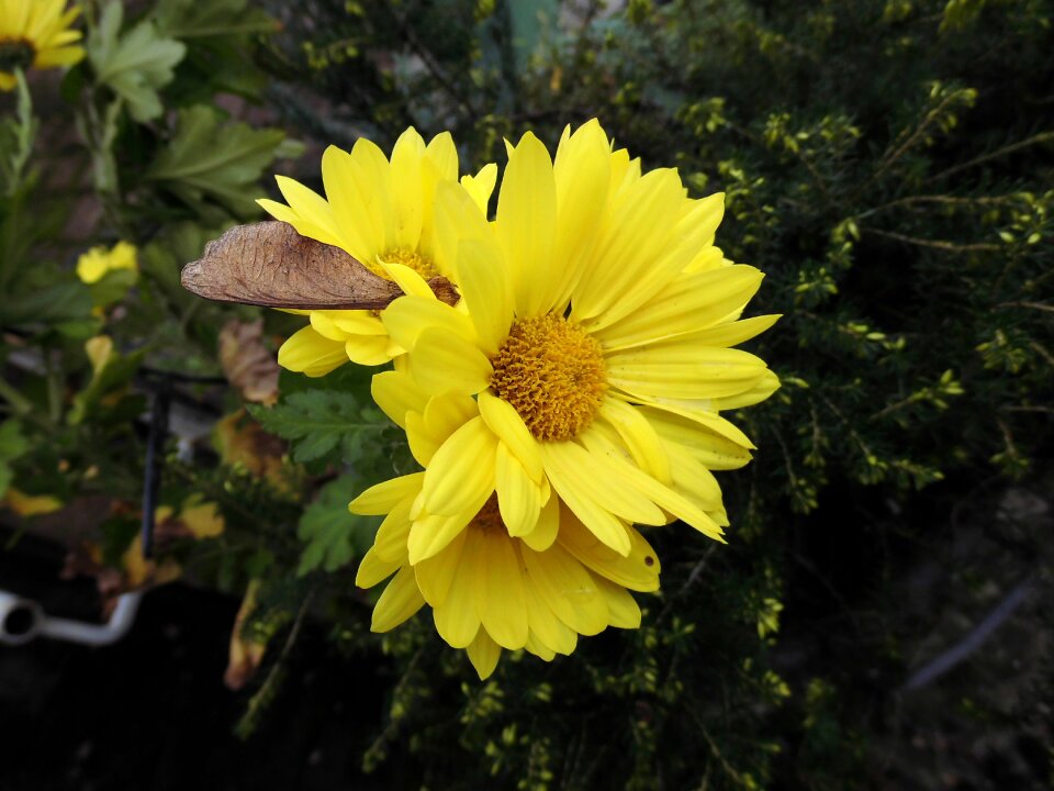 Flower yellow plant