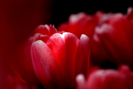 Pink Tulips