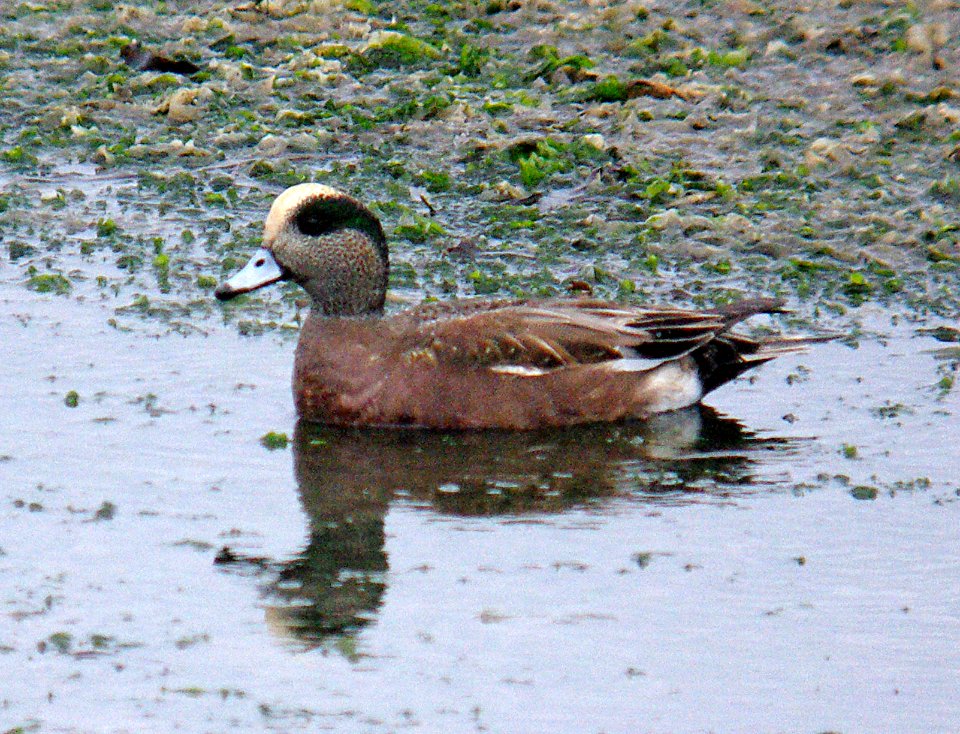 WIGEON, AMERICAN (12-31-0-6)