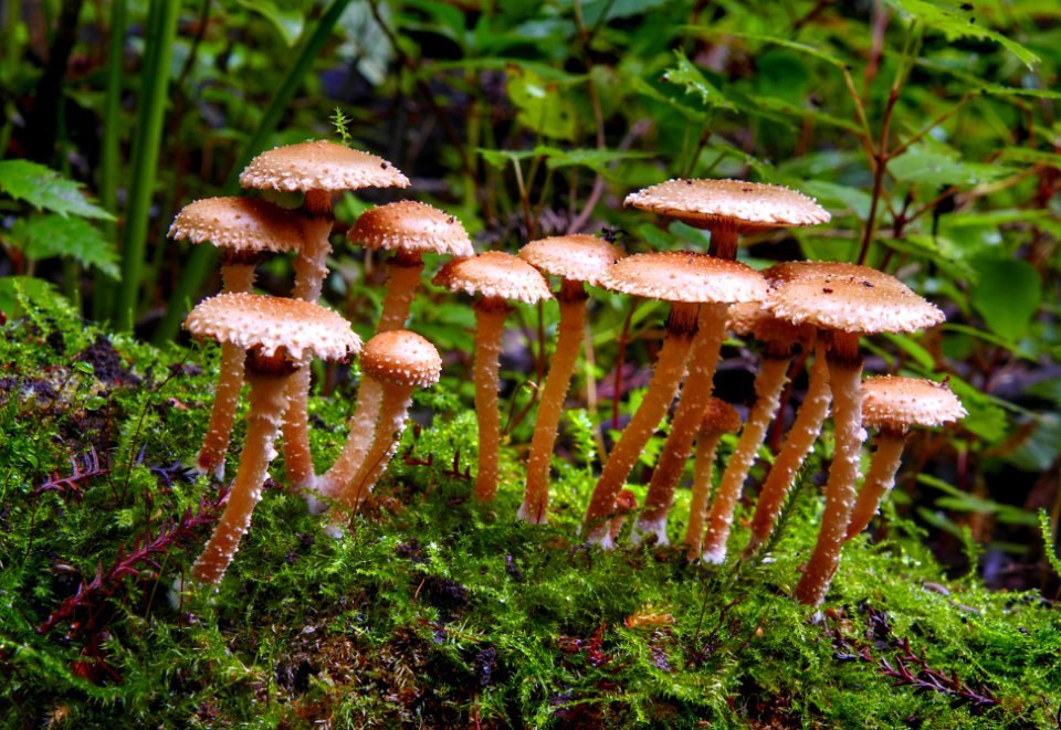 Pholiota subflammans.