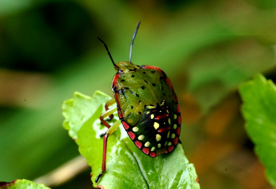 Green vegetable bug.(Nezara viridula)