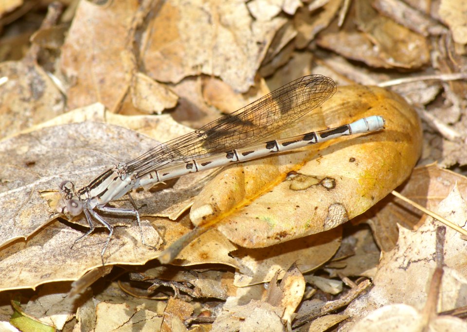 DANCER, VIVID (argia vivida) (5-26-08) fem, canet rd, san luis obispo co, ca-1