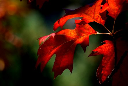 Colours of fall. photo