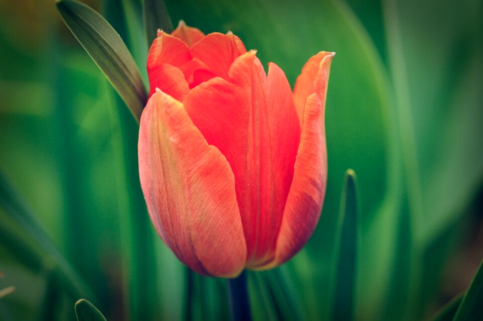 Garden spring blossom