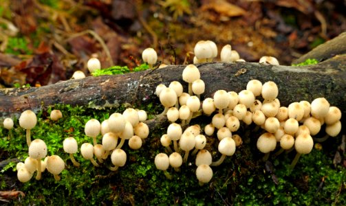 Fairy Inkcap – Coprinus disseminatus. photo