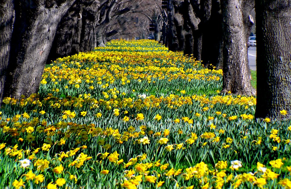 Spring time in Christchurch. photo