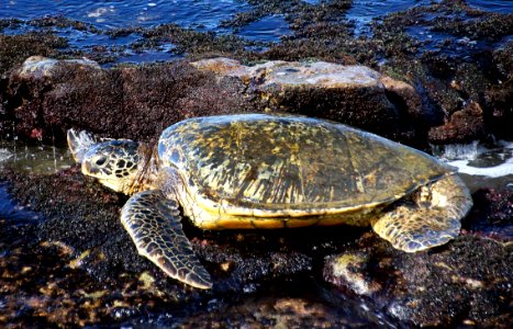 Sea Turtle.Maui. photo