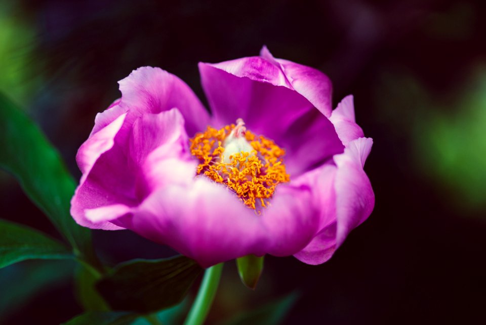 Blumen gehen immer
