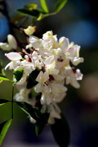 Une grappe de fleurs d'acacia photo