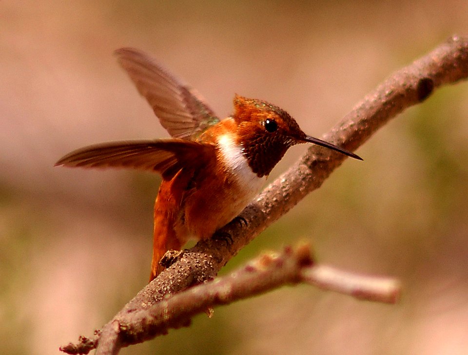 HUMMINGBIRD, RUFOUS (4-20-06) -male -5
