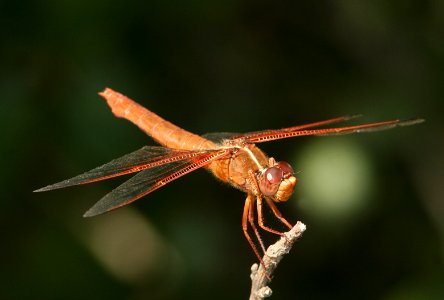 SKIMMER, FLAME (libellula saturata) (7-1-08) cerro alto, san luis obispo co, ca -09