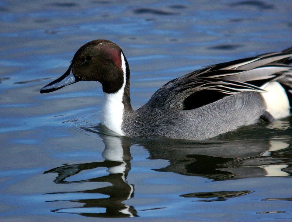 PINTAIL, NORTHERN -3