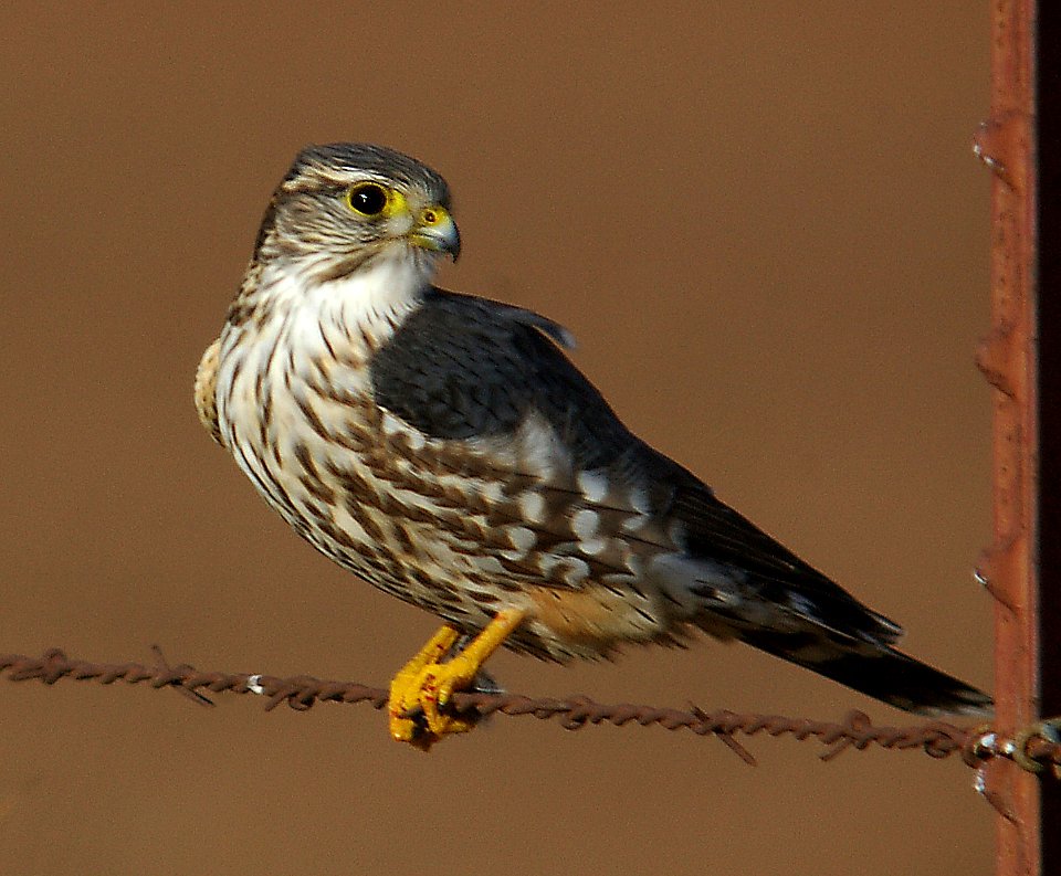 MERLIN (12-31-05) carrizo plain, slo co, ca