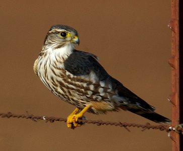 MERLIN (12-31-05) carrizo plain, slo co, ca