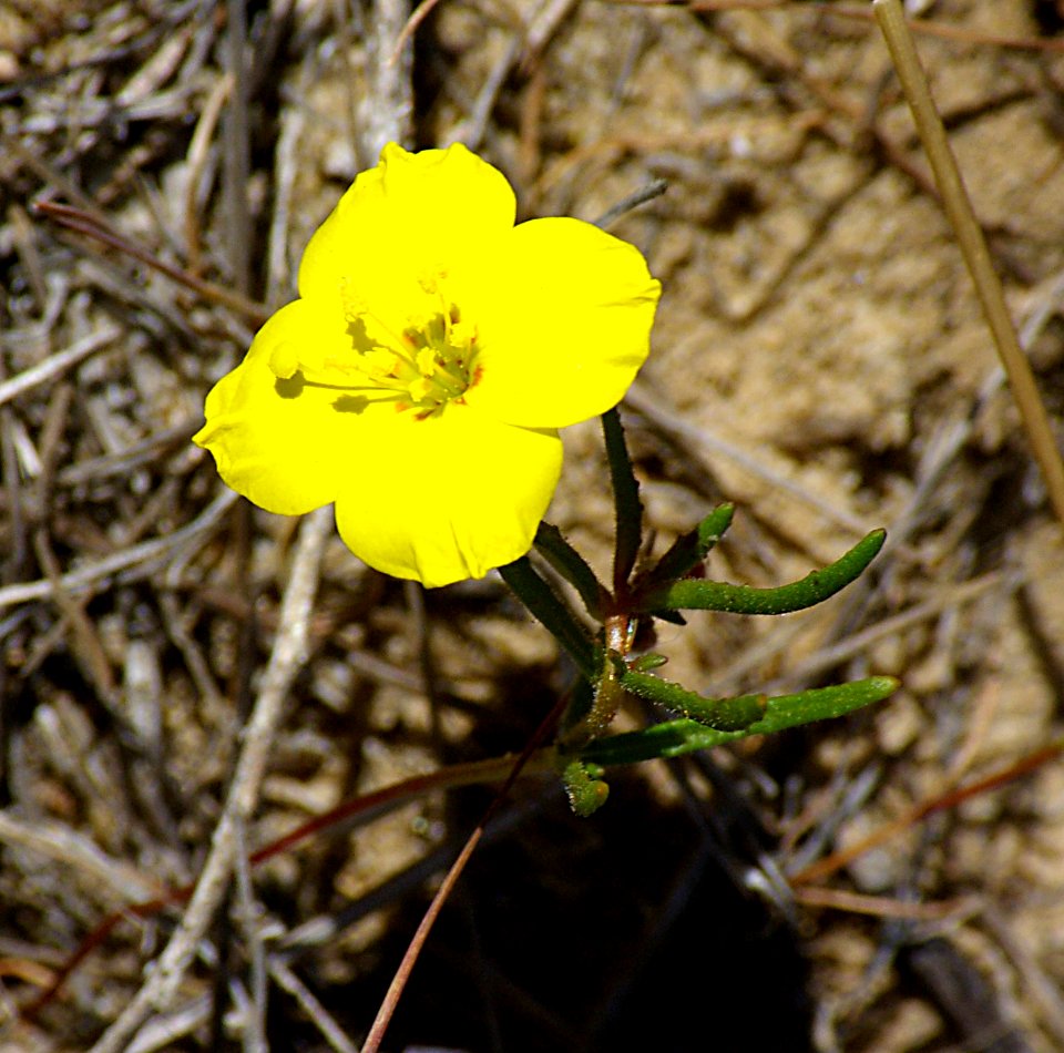 PRIMROSE, sp (3-29-07) car, west lawson springs area