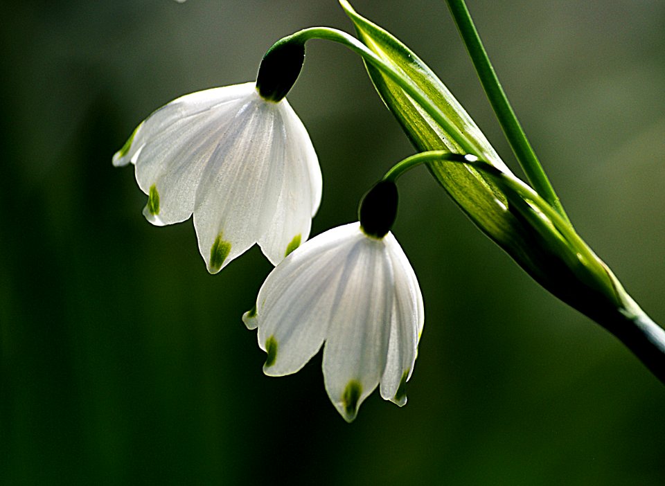 A pair of  snowdrops.