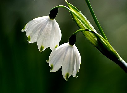 A pair of snowdrops. photo