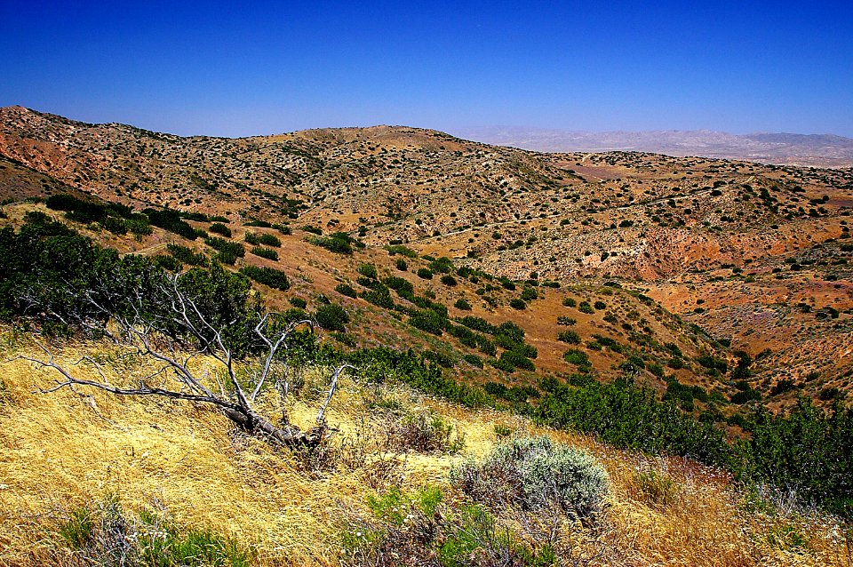 QUAIL SPRINGS AREA SCOTT'S ORIOLE HABITAT-1