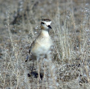 PLOVER, MOUNTAIN (1-18-07)-07
