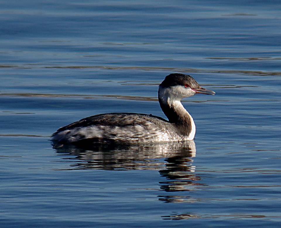 GREBE, HORNED (12-14.06)-1
