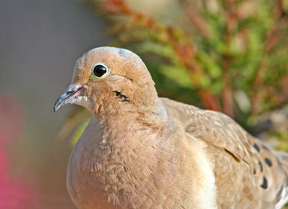 DOVE, MOURNING (5-24-08) canet rd, san luis obispo co, ca -01