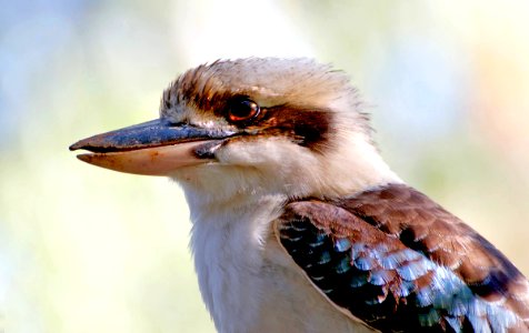 Kookaburra Australia. photo