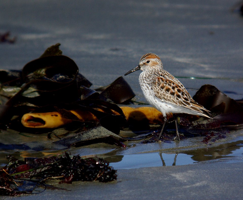 SANDPIPER. WESTERN (4-10-07)-2
