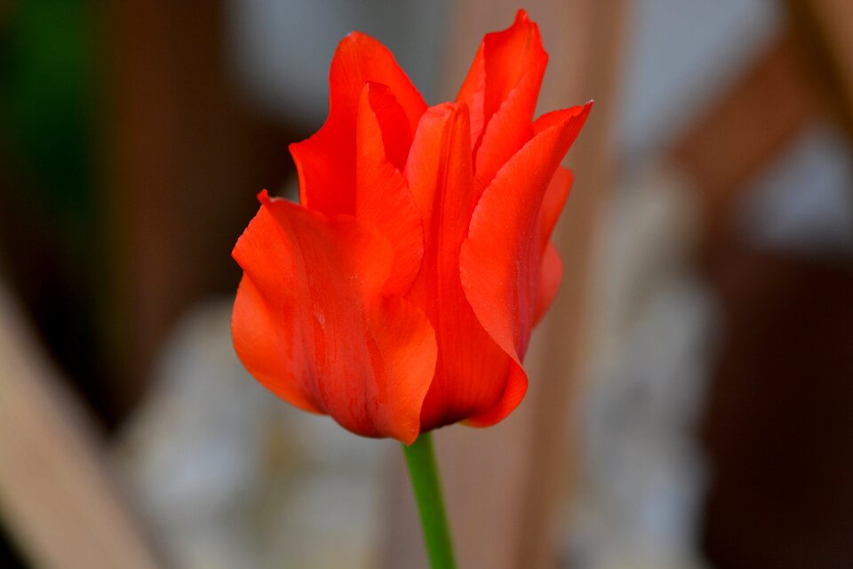 Blossom bloom flower