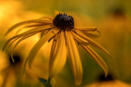 Blumen gehen immer