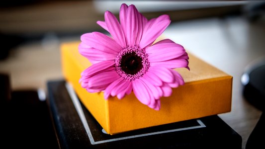 Büroblume