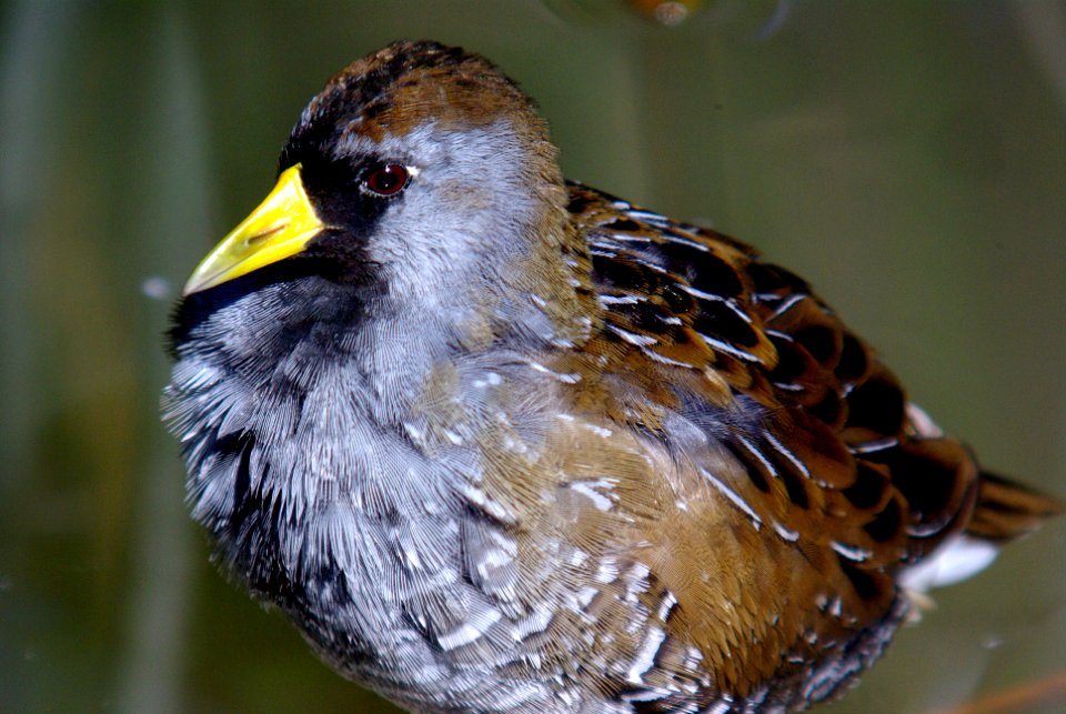 SORA (3-2-07) morro bay, slo co, ca