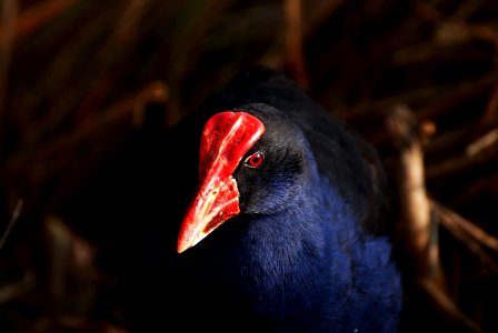 Pukeko. NZ Bird. photo