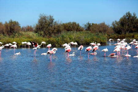 Une journée en Camargue.