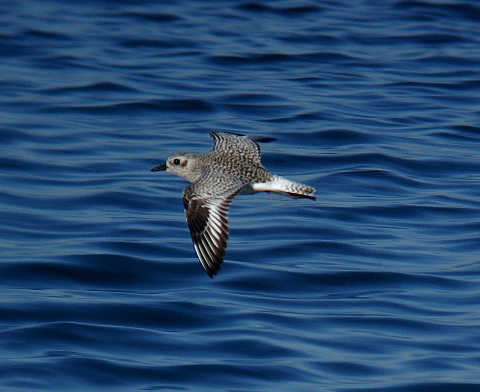 PLOVER, BLACK-BELLIED (10-28-06)-2