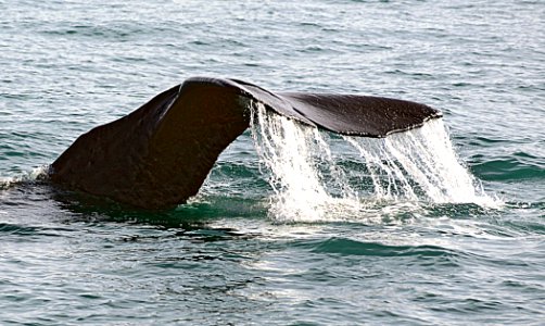 Sperm whale diving. photo