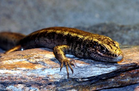 Otago Skink. photo