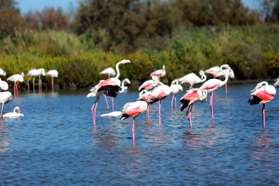 Une journée en Camargue